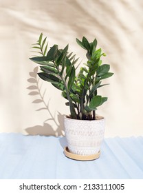 ZZ Plant, Zanzibar Gem Or Zamioculcas Zamiifolia On A Pastel Background.  Still Life With Houseplant. Warm Tone. Play Of Light And Shadow. Good Morning, Summer Flowers, Plant Lovers Concept.