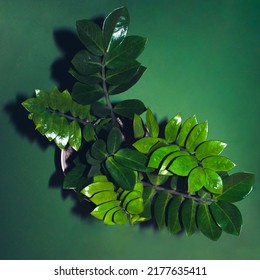 ZZ Plant, Zanzibar Gem Or Zamioculcas Zamiifolia On A  Green Background. Still Life With Houseplant. Warm Tone. Play Of Light And Shadow. Good Morning, Summer Flowers, Plant Lovers Concept.