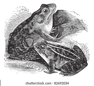 1. Bullfrog (Rana pipiens) or Leopard frog, 2. Northern Bullfrog (Rana horiconensis) vintage engraving. Engraved illustration of Rana pipiens and Rana horiconensis. Trousset encyclopedia 1886 - 1891