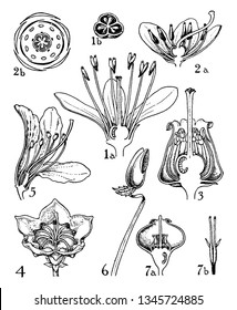 1) Clethra, (2) Pyrola, (Andromeda, (4) kalmia, (5) rhododendron, (6) erica, and (7) Vaccinium flowers are family of Clethraceae, Pyrolaceae, and Ericaceae flowers plants, vintage