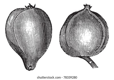 1- Hickory de pigmento 2. Grabado vintage de hickory de Bitternut. Ilustración antigua grabada de la margarita y la margarita. Enciclopedia Trousset
