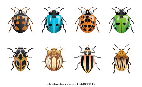 1 set of ladybugs with different colors and shapes. 8 kinds of ladybugs. insect type animals with white isolated background.