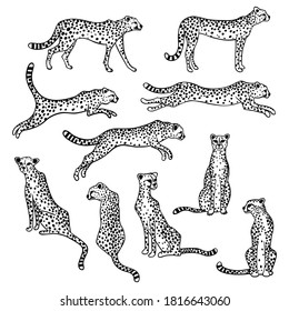 10 black and white vector cheetahs