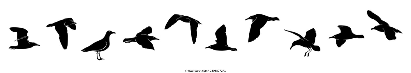10 different seagull vector silhouettes isolated on white background