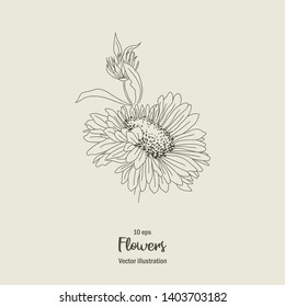 10 eps vector illustration of summer flowers. Thin line floral image. Chamomiles background for advertising banner, invitation, card, design, logo.
