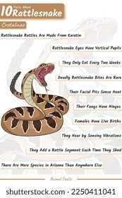 10 hechos sobre el terremoto.
Archivo vector, listo para imprimir, fácil de editar.
Animales infográficos sobre serpiente bovina.