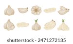 10 Garlic Illustration Set Collection