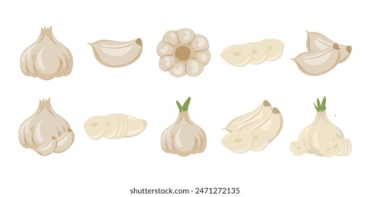 10 Garlic Illustration Set Collection