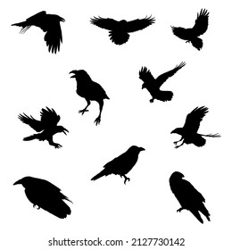 10 raven and crow bird silhouette set. vector isolated on white background.