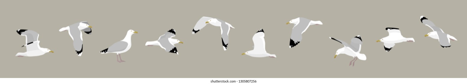 10 Seagull vector illustrations