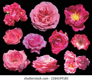 10 vibrant pink colored rose flowerhead cutout set. Black background.