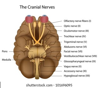 The 12 Cranial Nerves