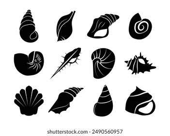 12 Decorative Shell Illustration Set