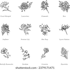 12 kinds of flower hand-drawn vector patterns, including peacock grass, wood hydrangea, chamomile, rose, sunflower, lily, blue star flower, amaryllis, butterfly lily, oncidium, carnation, hyacinth