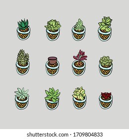 12 Mini cactus in mini flower pot.