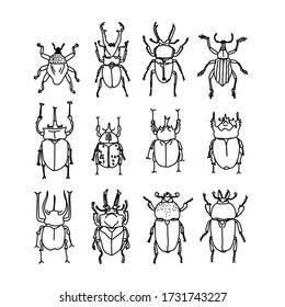 dibujo de 12 tipos de escarabajos