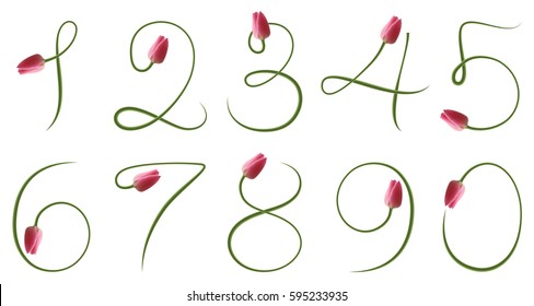 123 realistic flower number set, numeral character, tulips