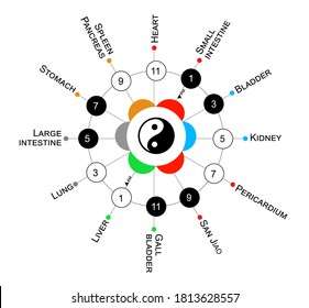 12AM/PM Circadian rythms of the main meridians of the body & organs according to Chinese medicine.Yin for black - white/ yang. Colors for the 5 elements :  red/fire, blue/water, green/wood, gray/metal