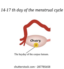 14 -17 day of the menstrual cycle - the formation of the corpus luteum. Vector illustration on isolated background.