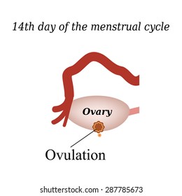  14 day of  the menstrual cycle - ovulation. Vector illustration on isolated background.