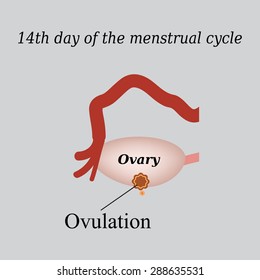 14 day of  the menstrual cycle - ovulation. Vector illustration on a gray background.