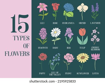 15 Types Flowers : Lily  Rose  Hydrangea  Orchid  Lavender  Hyacinth  Daisy  Iris  Tulip  Cherry Blossom  Poppy  Lily the Valley  Peony  Sunflower  Lotus Hand Drawing Line Art Isolated Vector
