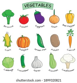 15 Vegetables collection. Vector illustration. Broccoli, Tomato, Eggplant, Onion, Bell Pepper, Corn, Pumpkin, Green Pea, Potato, Carrot, Cabbage, Cucumber, Garlic, Zucchini, Cauliflower