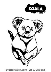 151 koala Illustration Modell zum Färben