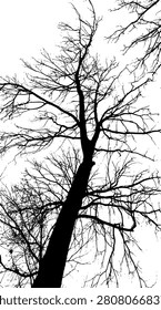 
15-75. Silhouette vector images of branches stretching towards the sky - illustration.