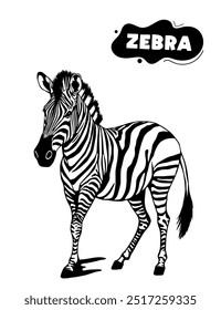 159 zebra illustration model for coloring