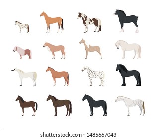 16 different horse breeds flat icon 