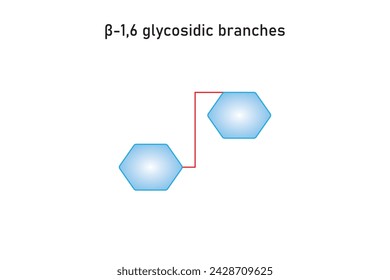 1,6 Glycosidic Branches Structure Scientific Design. Vector Illustration.	