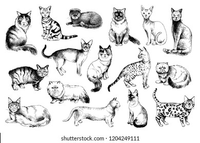 16 hand drawn black and white cat breeds. Vector illustration