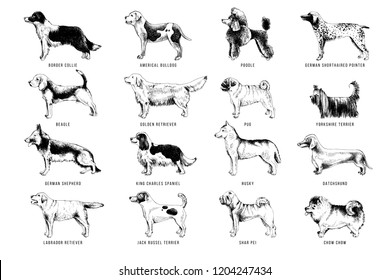 16 high quality hand drawn breeds of dogs. Vector illustration