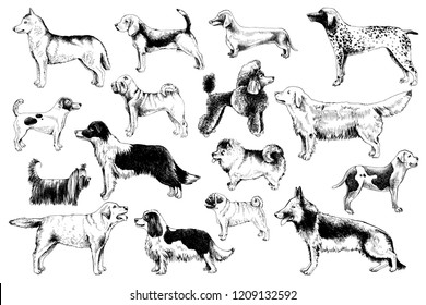 16 high quality hand drawn breeds of dogs. Vector illustration