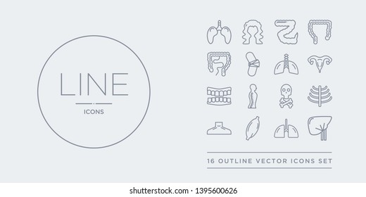 16 line vector icons set such as human liver, human lungs, human muscle, neck, ribs contains skull with crossed bones, spine, teeth, uterus. liver, lungs, muscle from body parts outline icons. thin,