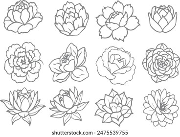 16 pich different types Peony