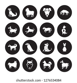 16 vector icon set : Berger Picard dog, Akita Alaskan Klee Kai American Eskimo Dog Hairless Terrier Afghan Hound Basset dog isolated on black background