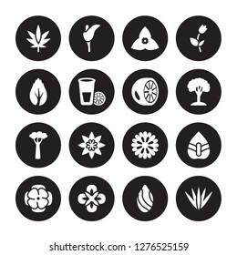 16 vector icon set : Cannabis, Almond, Alstroemeria, Anemone, Anthurium, Acicular, Birch, Baobab, Bergamot isolated on black background
