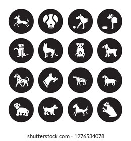 16 vector icon set : Greyhound dog, Cocker Spaniel Corgi Coton De Tulear Dachshund Cockapoo Goldador English Setters Fox Terrier dog isolated on black background