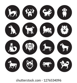 16 vector icon set : Mexican Hairless Dog dog, Hovawart Husky Irish Setter Terrier Havanese Vizsla Jindo Komondor dog isolated on black background