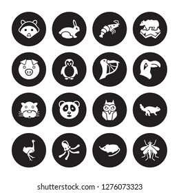 16 vector icon set : Racoon, Mouse, Octopus, Ostrich, Otter, Mosquito, Pig, Panther, Pelican isolated on black background