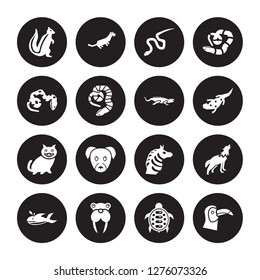 16 vector icon set : skunk, Turtle, Walrus, Whale, Wolf, Toucan, coral snake, kitten, iguana isolated on black background