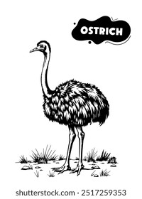 160 Ostrich illustration model for coloring