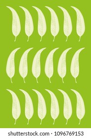 18 eucalyptus leaves a green background