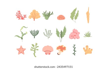 18 hand-drawn vector illustrations of seaweed, coral, shells. Marine flora. Vector illustration