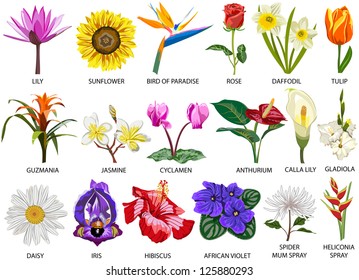 244,347 Flower types Images, Stock Photos & Vectors | Shutterstock