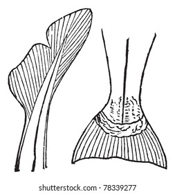1.Heterocercal (requin) 2. Homocercal (saumon) vintage engraving. Old engraved illustration of Heterocercal and Homocercal tails. Trousset Encyclopedia