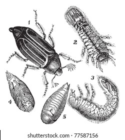 1.Regular Chafer (Melolontha vulgaris)  2.Larva rear view 3.Larva, side view 4.chrysalis view below 5.chrysalis view below vintage engraving. Trousset Encyclopedia
