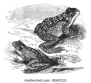 1.Shad frog (Rana halecina) 2. Pickerel frog (Rana palustris) vintage engraving. Old engraved illustration of Shad frog and Pickerel frog. Trousset encyclopedia (1886 - 1891).